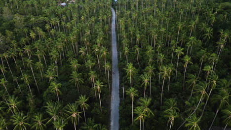 single road surrounded by tropical palm tree forest, aerial