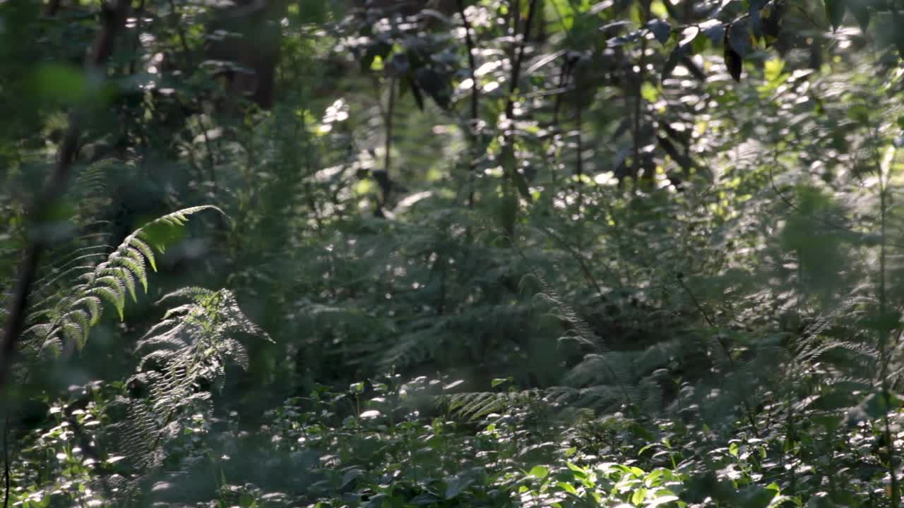 pan de un montón de farn en el bosque salvaje