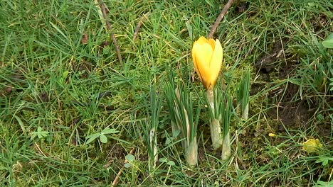 a yellow crocus growing on a grass verge on the side of a road in braunston village, near oakham in rutland, england