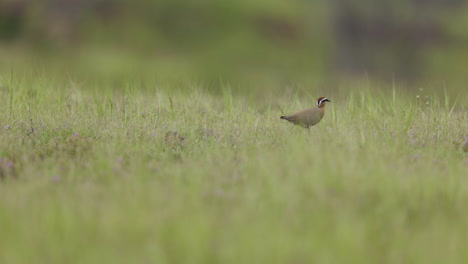 Indian-Courser-bird-runs-and-stops-in-the-grassland-during-monsoon-season