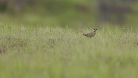 indian courser bird runs and stops in the grassland during monsoon season