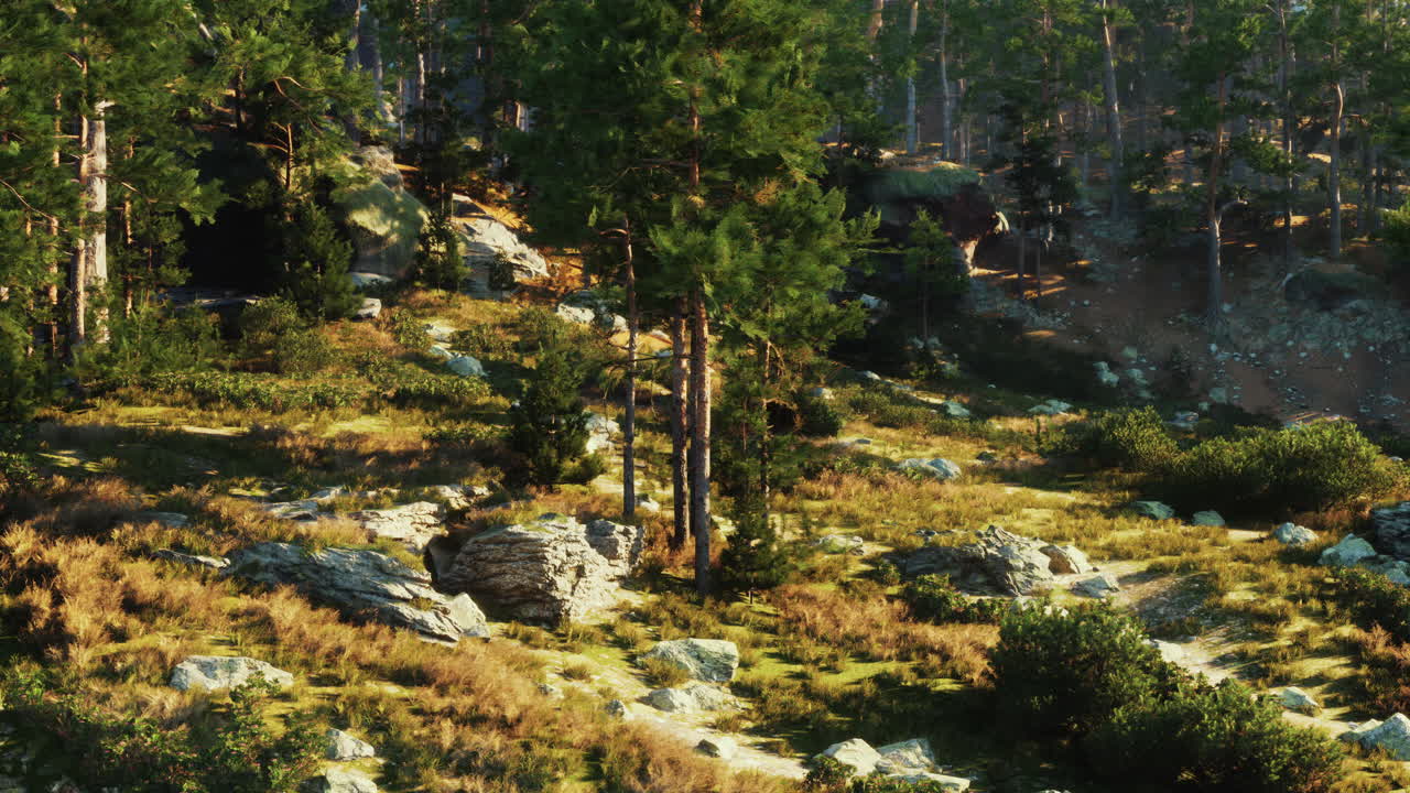 빛이 비치는 숲길