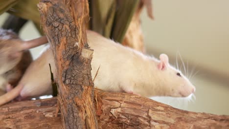 dos ratones blancos en un árbol .