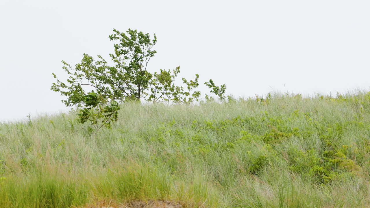 강한 바람에 는 모래 언덕 잔디와 나무