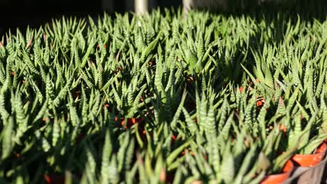 pequeñas plantas suculentas en macetas