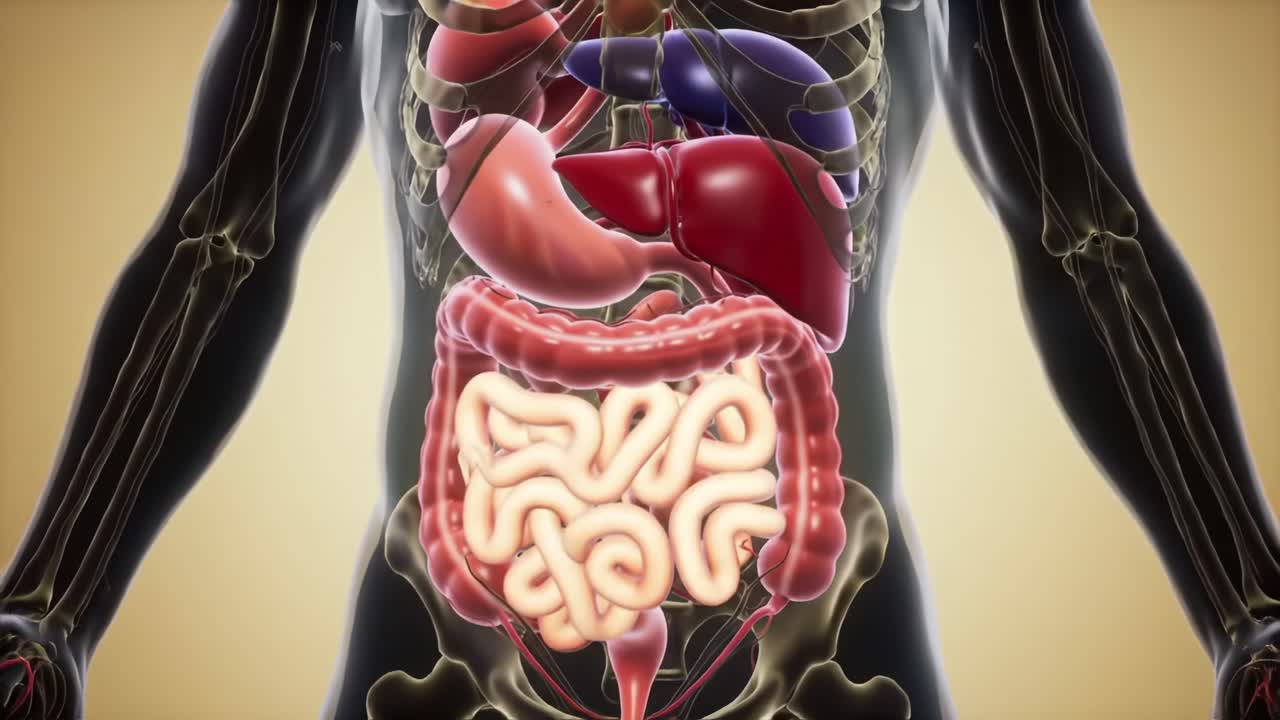 Detailed Visualization of Human Digestive System: An Intricate Look at the Stomach, Liver, and Intestines in a Realistic Anatomical Render