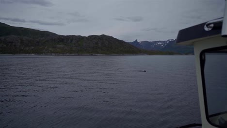 traveling by yacht in norway's seawater with sea creature swimming background with cloudy sky and mountains - wide shot