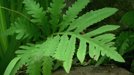 close-up of fern frond in garden