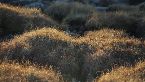 bumps of tundra moss in the sunlight