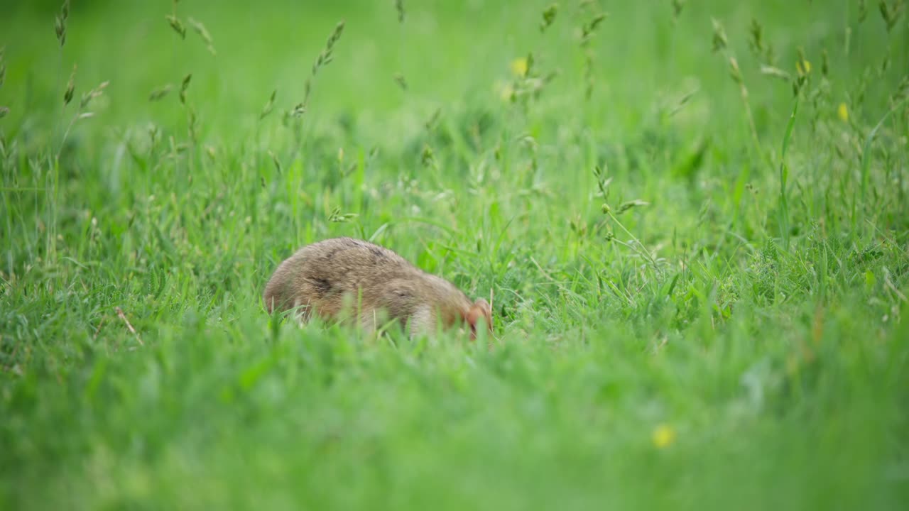 Hamster pauses, scans grass, then vanishes into burrow as blades sway