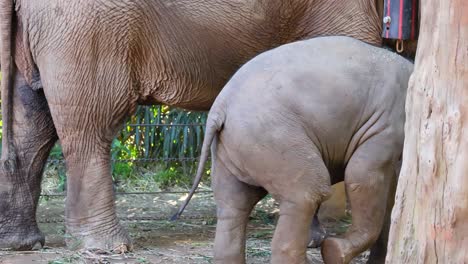 young elephant walking beside an adult elephant