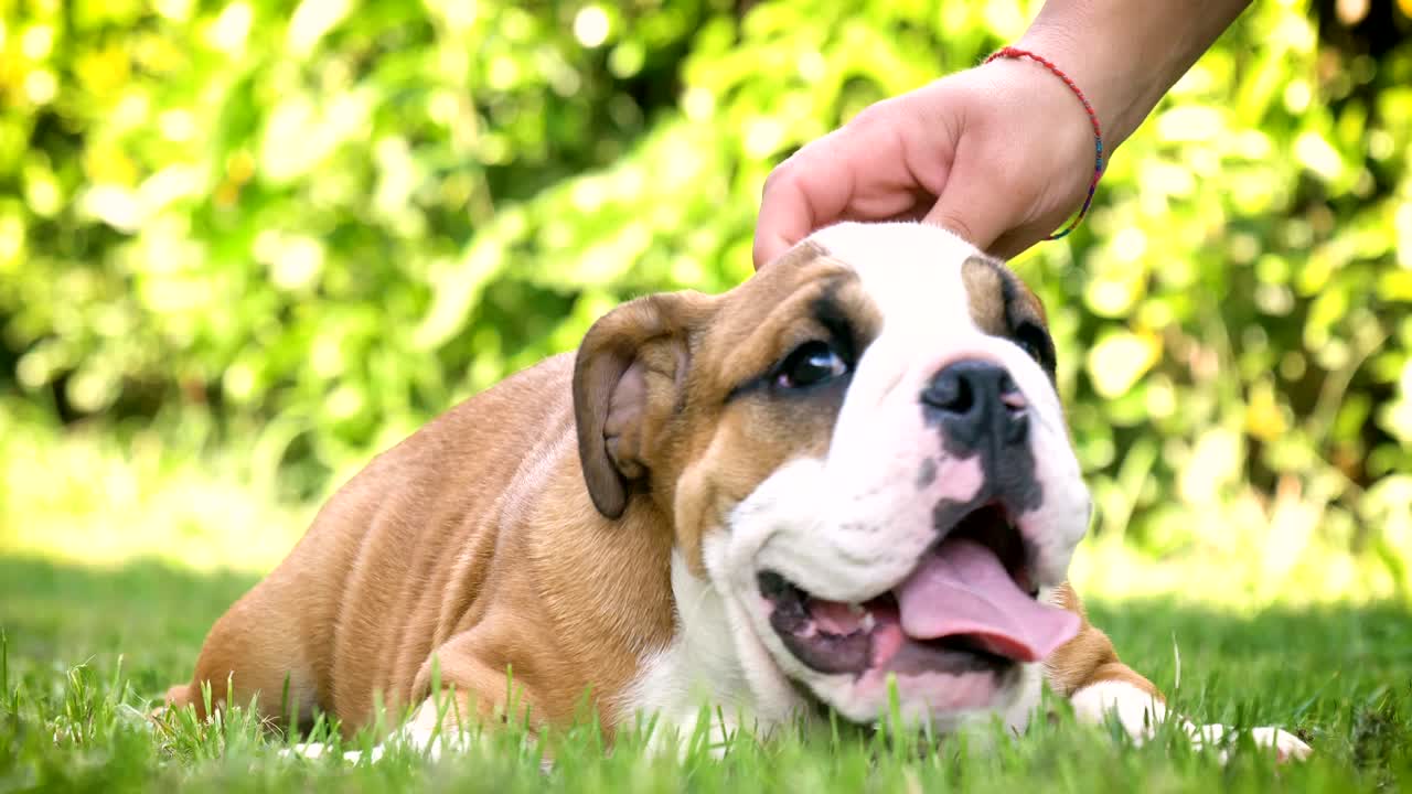 아름다운 색 갈색 영어 불도그, 풀 위에 앉아있는 아름다운 얼굴, 자연 배경, 개념: 패러디스트 개, 좋아하는 동물, 진정한 친구, 개의 혈통, 친구의 개, 작은 양털.