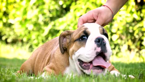 hermoso bulldog inglés marrón blanco, hermosa cara sentada en la hierba, fondo de la naturaleza. concepto: un perro paródico, animales favoritos, amigos verdaderos, el pedigrí de un perro, el perro de un amigo, una pequeña lana.