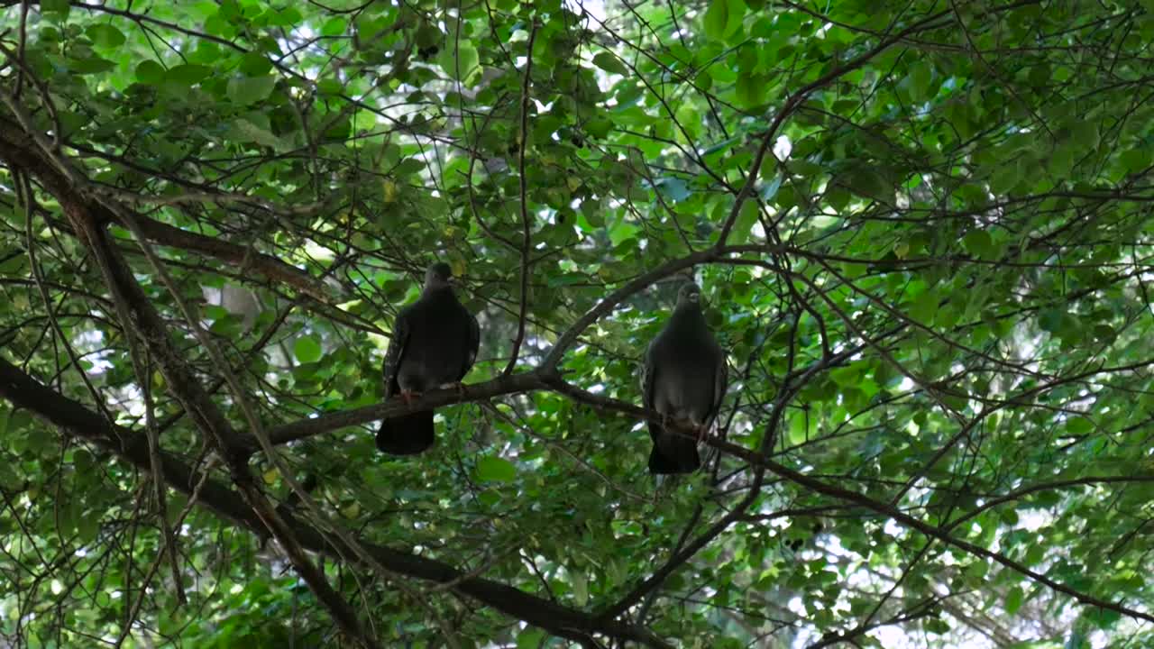 Pigeons on a tree branch