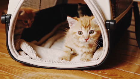 two kittens in a pet carrier