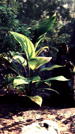 tropical plant in a lush forest setting