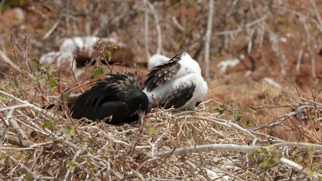 A magnificent frigatebird rests on its nest with a young chick which preens itself in the sun on North Seymour Island near Santa Cruz in the Gal&aacute;pagos Islands
