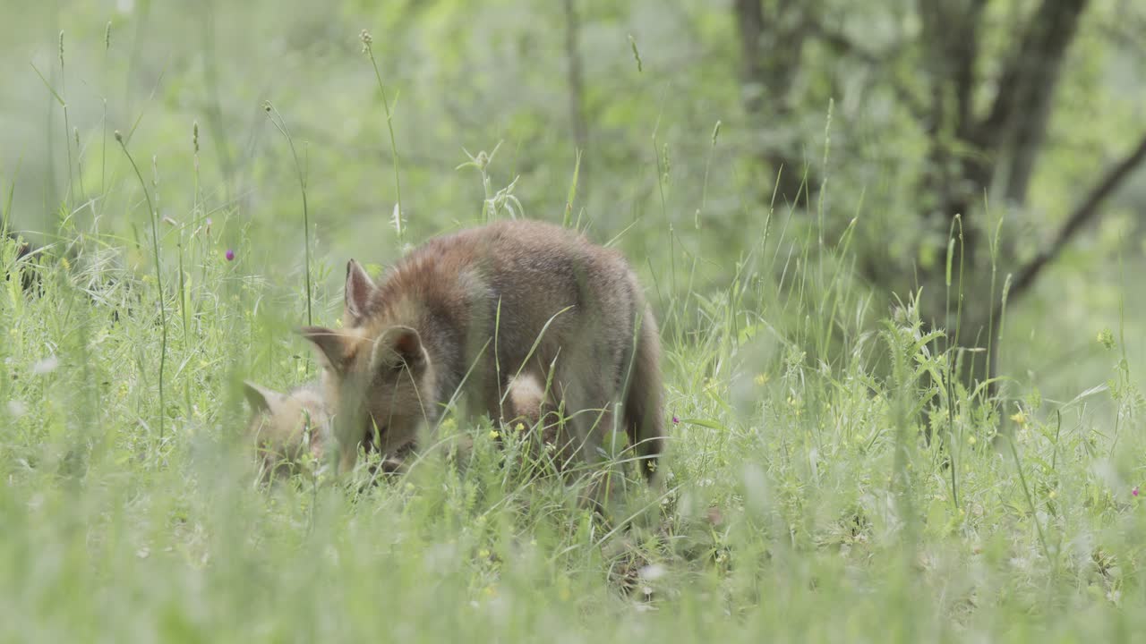Volpi rosse (Vulpes vulpes) al sole, in una giornata primaverile, in una foresta mediterranea, nella valle del Tiétar, Spagna