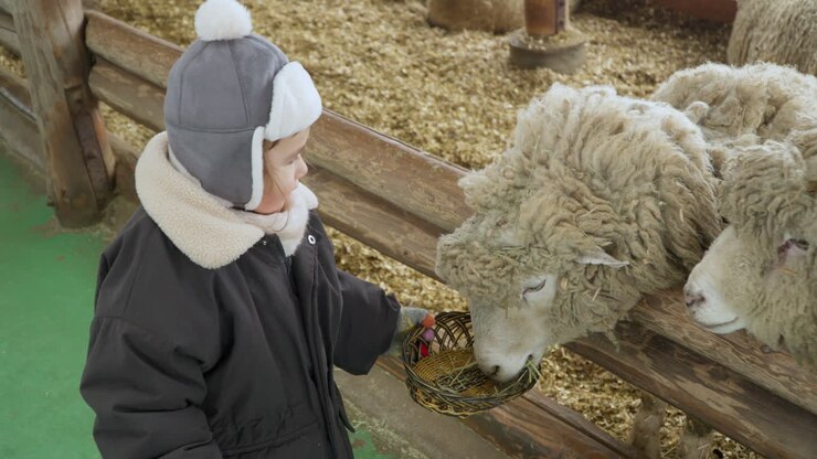 Bela jovem dando comida às ovelhas em um dia de inverno