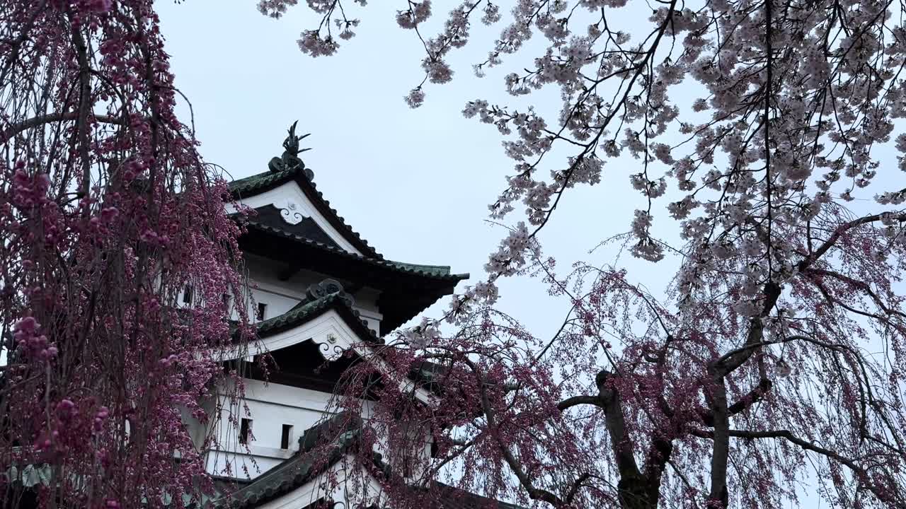Cherry blossoms frame Hirosaki Castle in spring, evoking peace and timeless beauty