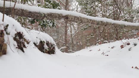 Tormenta-De-Nieve-Que-Cubre-Senderos-Para-Caminar-En-El-Bosque