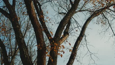 a low angle shot of a tree that has lost its leaves in the fall