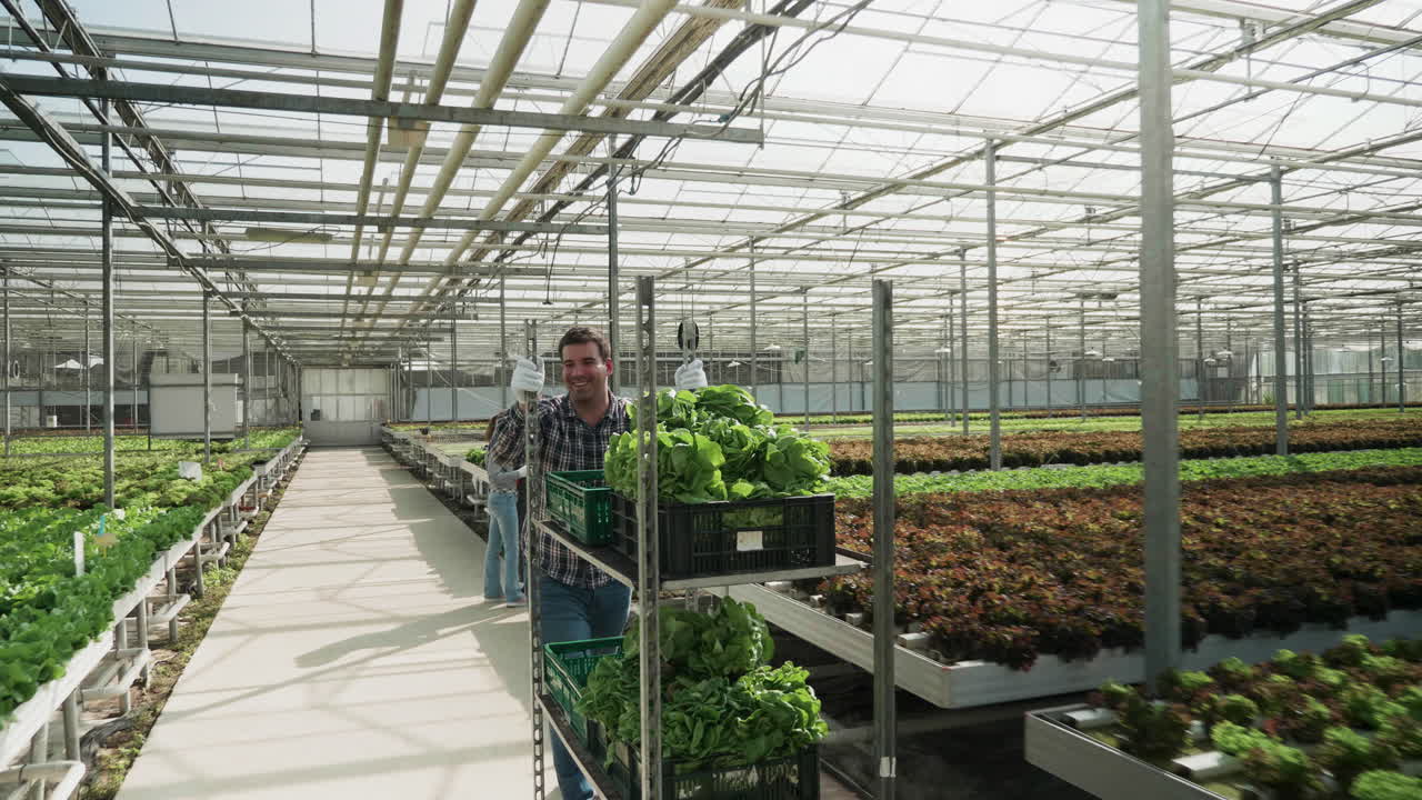 Greenhouse Lettuce Harvest