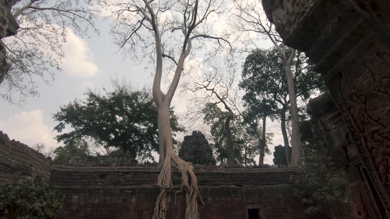 Old tree with huge roots overgrowing Angkor wat temple walls. Tilt down