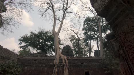 old tree with huge roots overgrowing angkor wat temple walls. tilt down