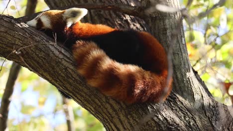 red panda resting on a tree branch