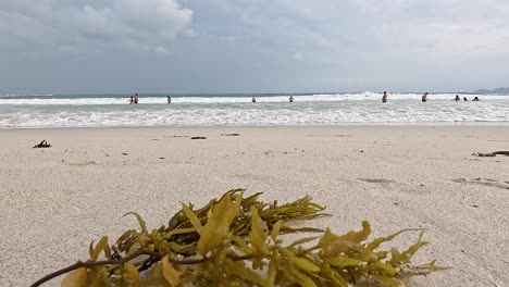 seaweed on beach with people and waves