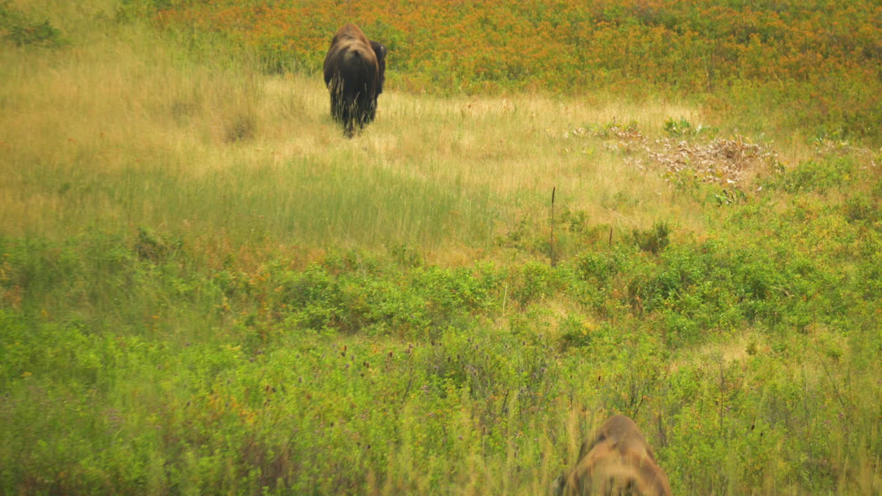 두 마리의 들소가 몬태나에 있는 국립 들소 범위의 대초원 풀을 풀을 뜯고 있는 놀라운 정적 전망