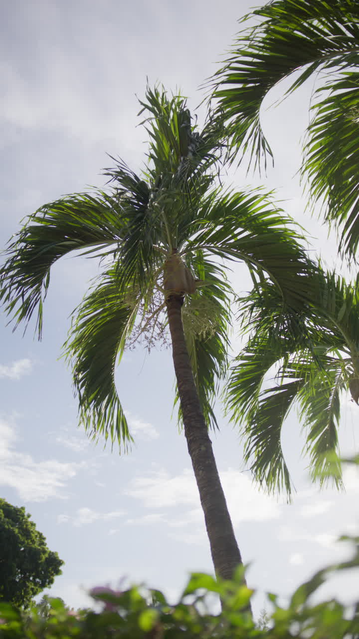 Scenic footage from Punta Cana and the Dominican Republic, showcasing turquoise Caribbean waters, lush jungle, white-sand beaches, and vibrant tropical nature