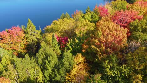 a dense forest during the autumn season