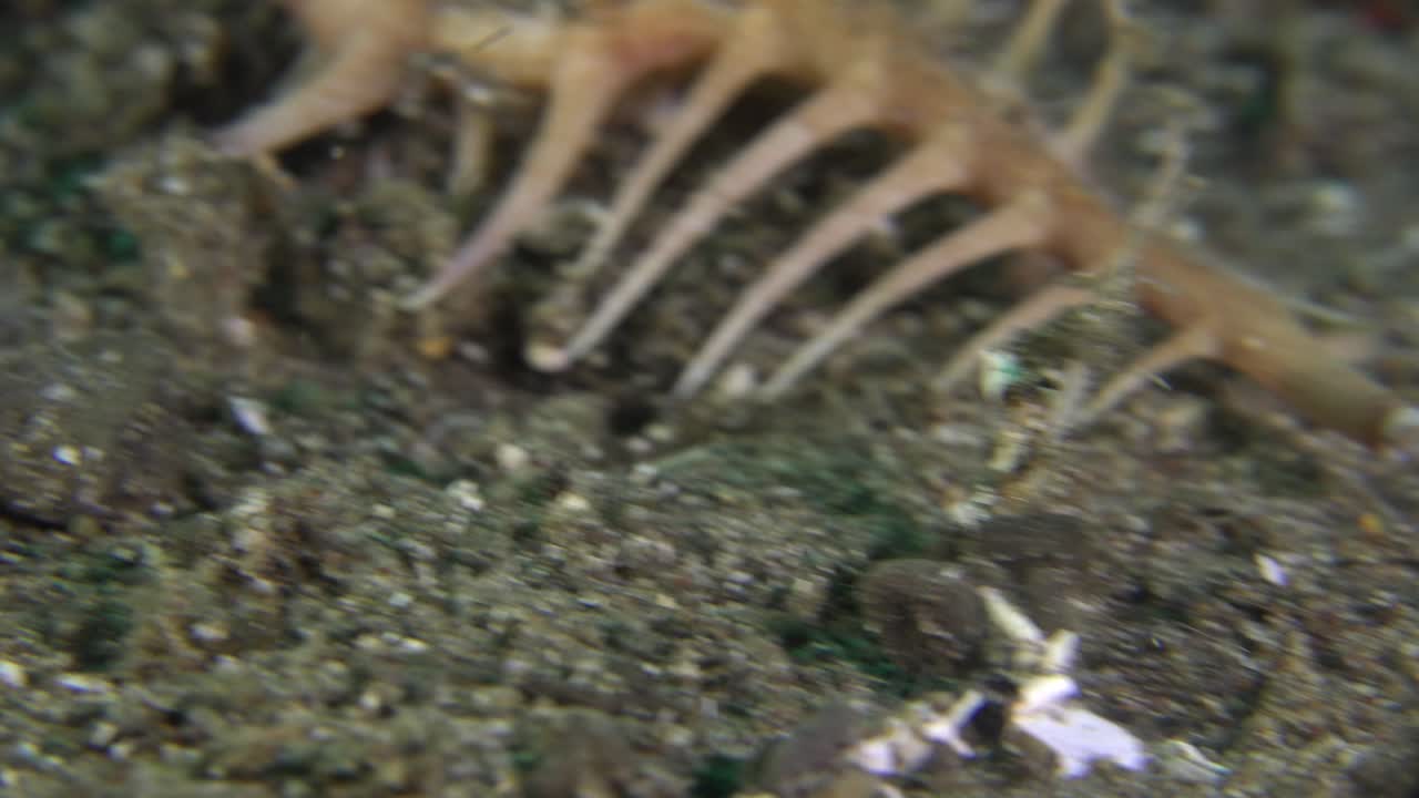 primer plano de caracol murex arrastrándose sobre fondo arenoso en la noche