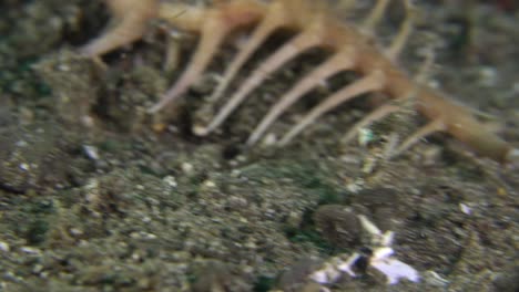 Close-up-of-Murex-snail-crawling-over-sandy-bottom-at-night