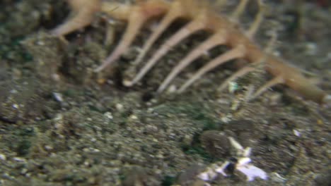 primer plano de caracol murex arrastrándose sobre fondo arenoso en la noche