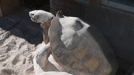 top view of a male tortoise in a zoo enclosure, reproduction, they mate