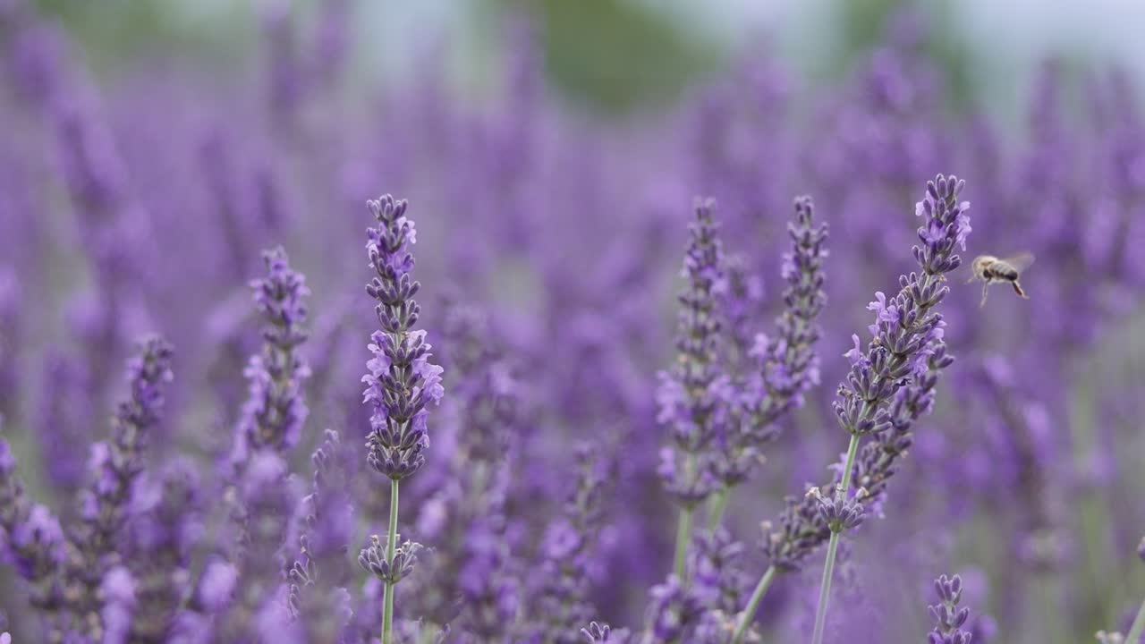 abejas voladoras recolectando polen de la flor de lavanda