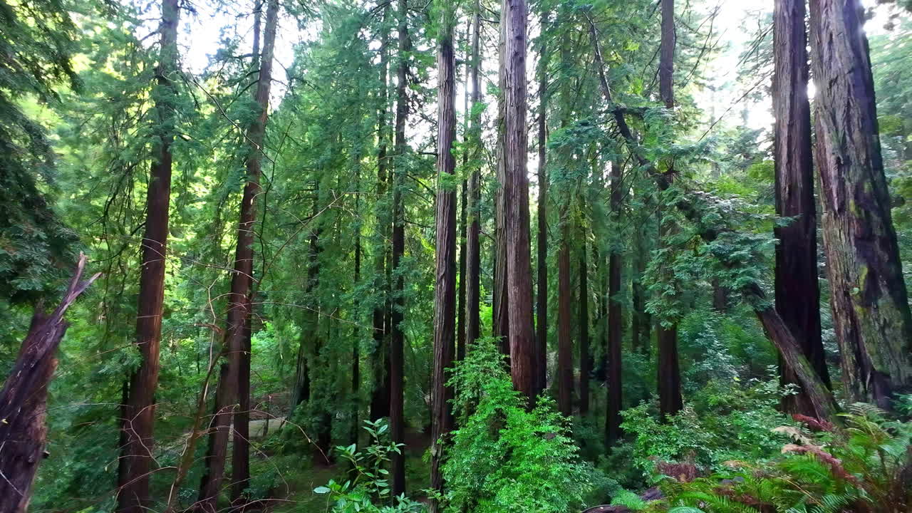 los altos árboles de sequoias de crecimiento antiguo en el monumento nacional muir woods en mill valley, california, ee.uu.