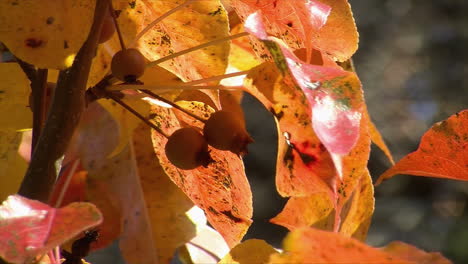 close-up of the leaves and fruit of a wild pear tree in autumn