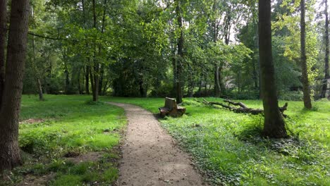 shot taken while walking through a trail with green grass and tall tree forest on a sunny day