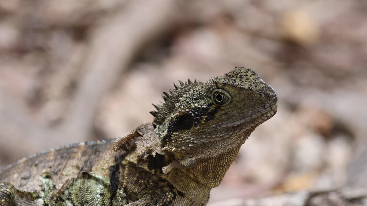 ящерица, оглядывающаяся в естественной среде обитания
