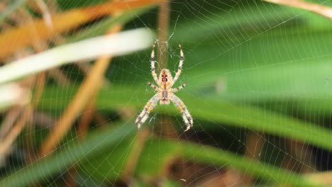 spider constructing web among green plants