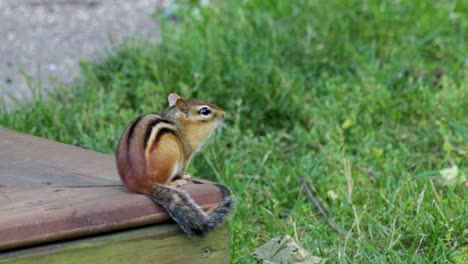 A-stationary-Eastern-Chipmunk-sitting-on-a-wooden-step,-looking-intently-to-the-right-side-of-the-screen-copy-space-on-the-right