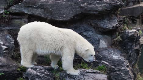 una toma estática de un oso polar bajando de una colina pedregosa y luego besando a otro oso en el agua