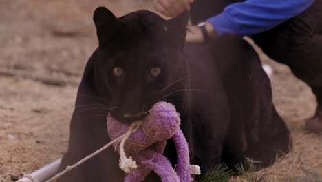 leopardo negro siendo mascota del entrenador en el recinto - grandes gatos