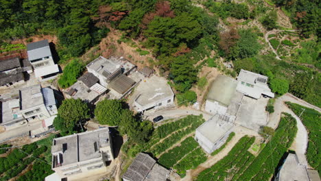 차 농장 이 있는 마을 의 공중 사진