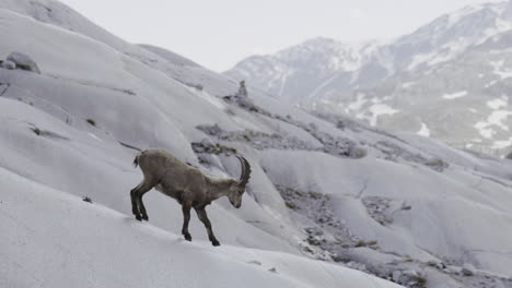 ibex on a mountain glacier