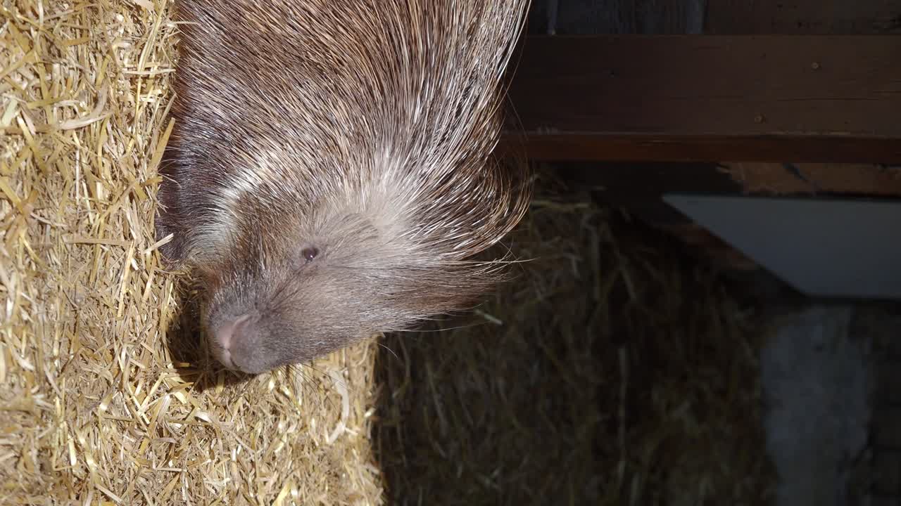 Porcupine in Hay